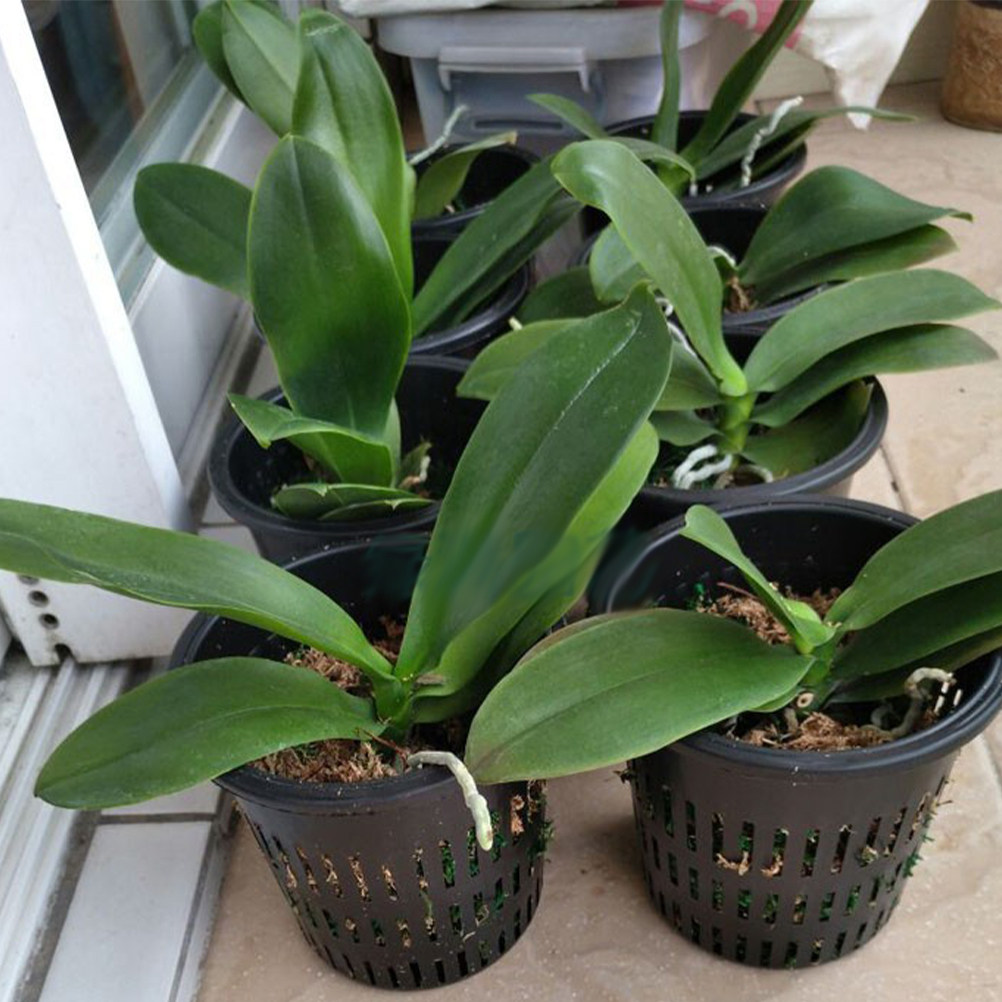 Gardening Tools Plastic - 10 Stück Kunststoff-Hydroponik-Pflanzkörbe, Schwarz, Mittlere Größe,