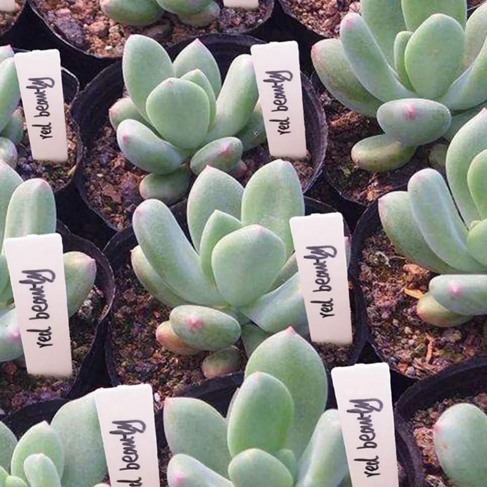 100 Stück Garten-Pflanzenetike – Gardening Tools Labeled Bewertung und Preis